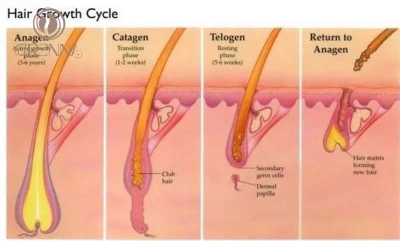 Hiểu rõ chu kỳ sinh trưởng của tóc và nguyên nhân tóc mọc chậm, rụng tóc