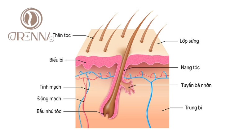 Hiểu rõ chu kỳ sinh trưởng của tóc và các yếu tố ảnh hưởng