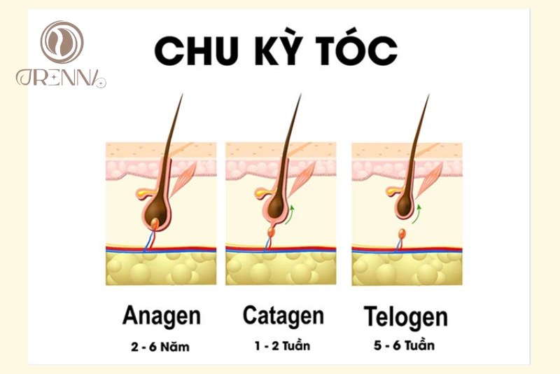 Hiểu rõ các yếu tố ảnh hưởng đến tốc độ mọc tóc