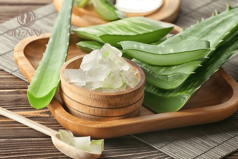 Nha đam (Lô hội)